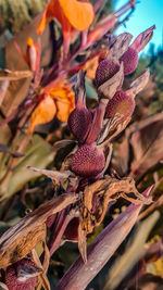 Close-up of wilted plant