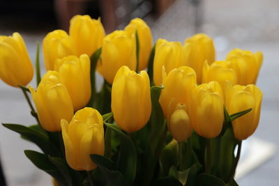 Bouquet of yellow tulips 