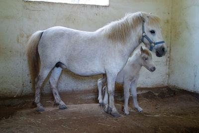 Horse standing in a field