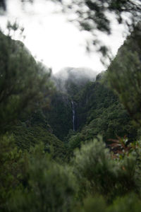 Scenic view of forest