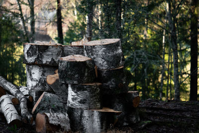 Stack of logs in forest