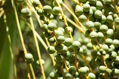 Close-up of berries growing on tree