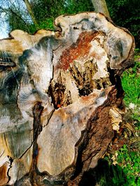 Close-up of tree stump in forest