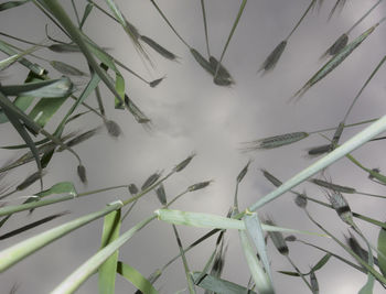 Low angle view of plants against sky