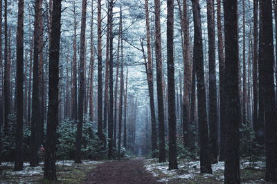 Pathway along trees in the forest