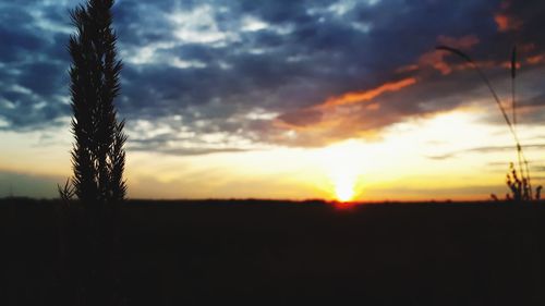 Silhouette of tree at sunset