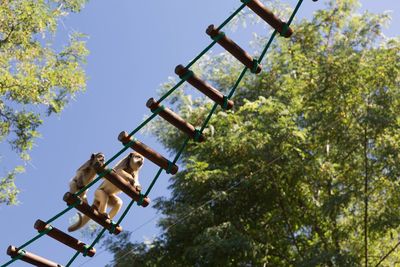 Low angle view of monkey on ladder