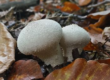 Close-up of mushrooms on dry leaves