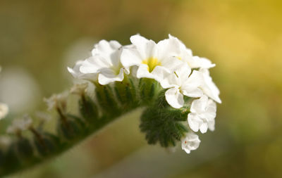 Close-up of white flowering plant