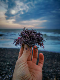 Midsection of person holding tree against sea