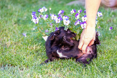 Low section of person with dog on grassy field