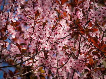 Close-up of pink cherry blossoms in spring