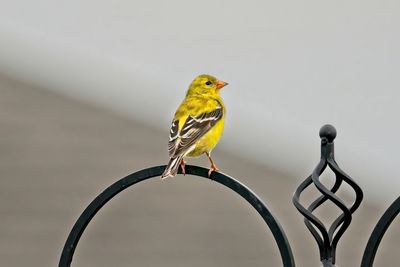 bird