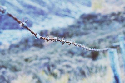 Close-up of barbed wire on plant