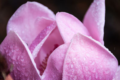 Close-up of wet pink rose flower