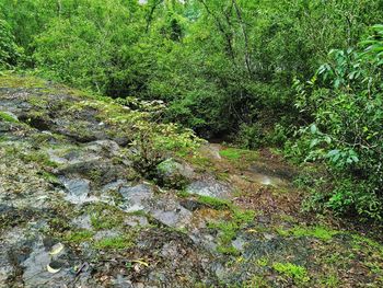 Scenic view of river in forest