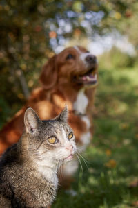 Cat and dog sitting together in grass under tree during autumn day. 