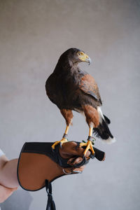 Buzzard eagle over the wall. closeup portrain buteo buteon of wild bird. eagle symbolize courage