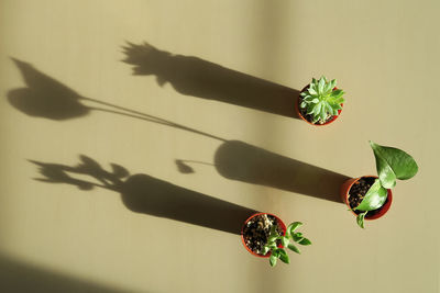 Directly above shot of potted plants on table