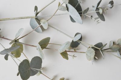 Close-up of eucalyptus leaves against white background