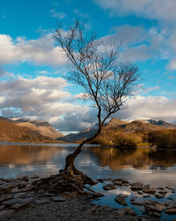 Bare tree by lake against sky