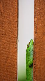 Close-up of a lizard on gate