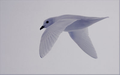 Close-up of bird flying over white background