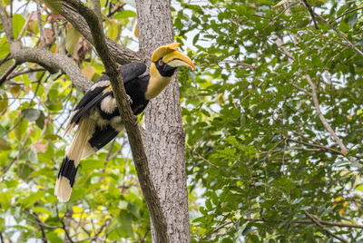 Low angle view of bird perching on tree