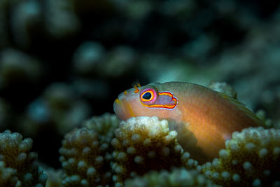 Close-up of fish swimming in sea