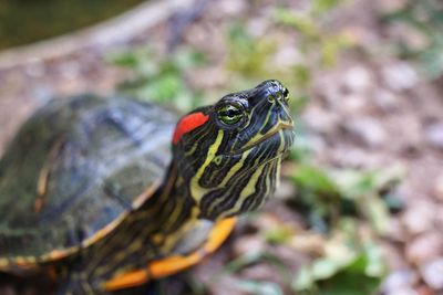 Close-up of tortoise