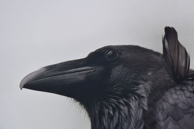 Close-up of raven looking away against sky