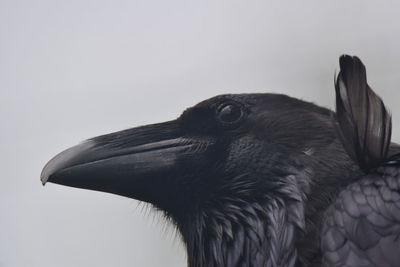 Close-up of a bird looking away against sky