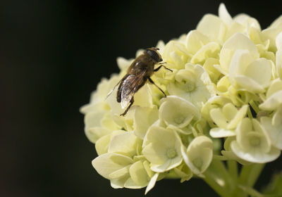 Close-up of bee perching on flower