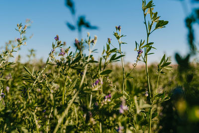 Close-up of plants growing on field