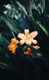 Close-up of flower on plant