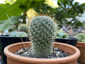 Close-up of cactus plant in pot