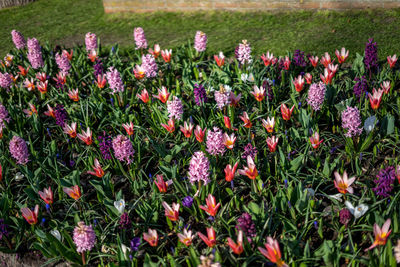 Purple flowering plants on field