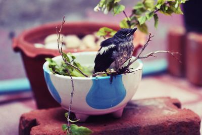 Close-up of bird perching on potted plant