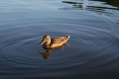 Ducks swimming in lake