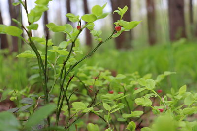 Close-up of plants growing on field