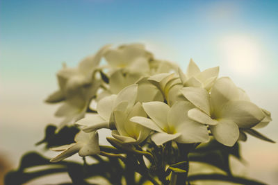 Close-up of flowering plant against clear sky