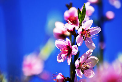 Close-up of purple flowering plant against blue sky