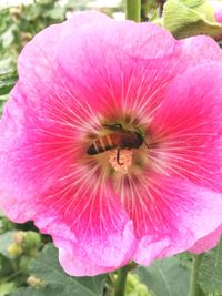 Close-up of pink flower blooming outdoors