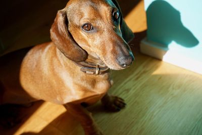 High angle view of dog at home