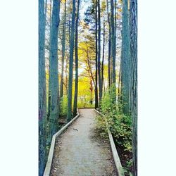 Trees in forest