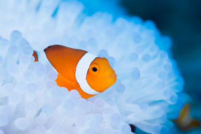 Close-up of fish swimming in sea