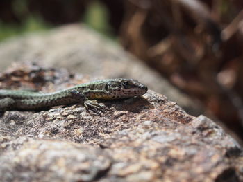 Close-up of lizard on rock