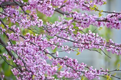 Close-up of pink cherry blossoms in spring