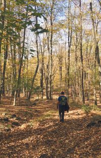 Rear view of man walking in forest