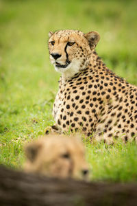 Close-up of two cheetahs lying on grass